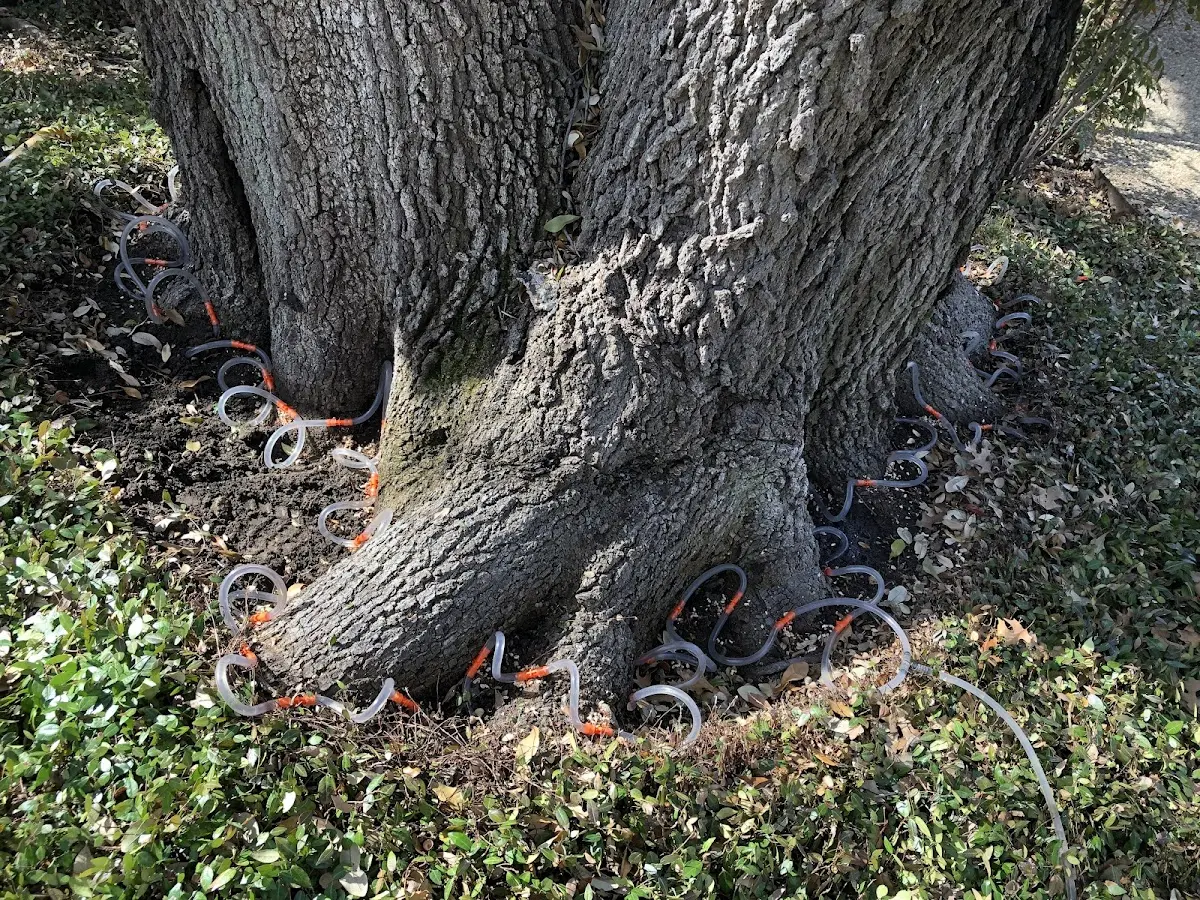 Detailed Tree Cabling and Bracing job site in Henderson